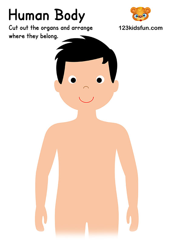 FREE Human Body Printables for Kids. Teach your kids about their bodies and the different organs. Great for homeschooling to learn about the human body. #HumanBody #homeschooling #printables 