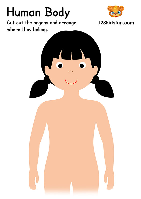 FREE Human Body Printables for Kids. Teach your kids about their bodies and the different organs. Great for homeschooling to learn about the human body. #HumanBody #homeschooling #printables 