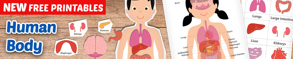 FREE Human Body Printables for Kids. Teach your kids about their bodies and the different organs. Great for homeschooling to learn about the human body. #HumanBody #homeschooling #printables