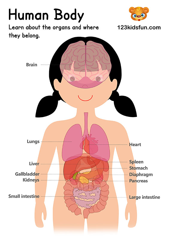 Human Body Organs Diagram For Kids