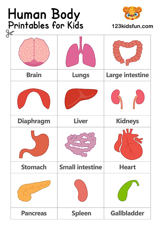 Worksheets For 123kidsfun Human Body