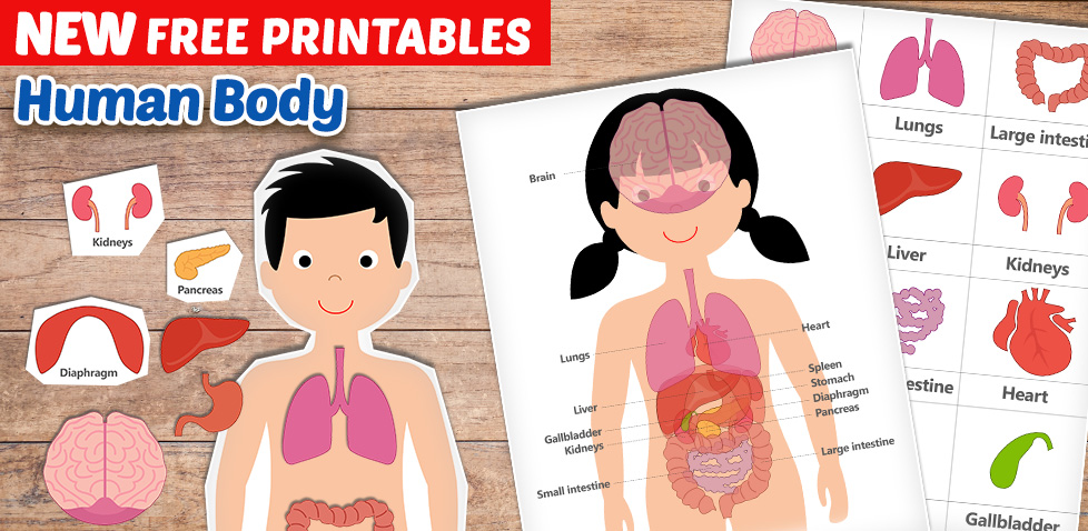 FREE Human Body Printables for Kids. Teach your kids about their bodies and the different organs. Great for homeschooling to learn about the human body. #HumanBody #homeschooling #printables