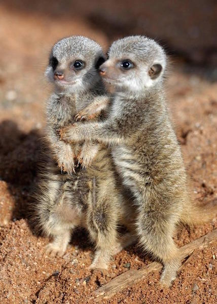 Animal Facts Meerkats 123 Kids Fun Apps