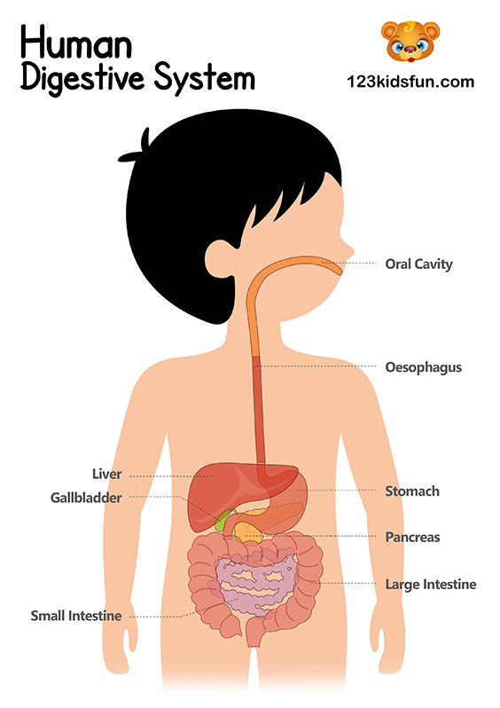 Digestive System - Human Body Systems for Kids Free Printables - Homeschooling