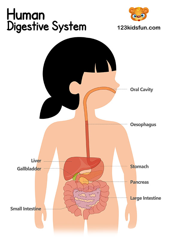 Digestive System - Human Body Systems for Kids Free Printables - Homeschooling