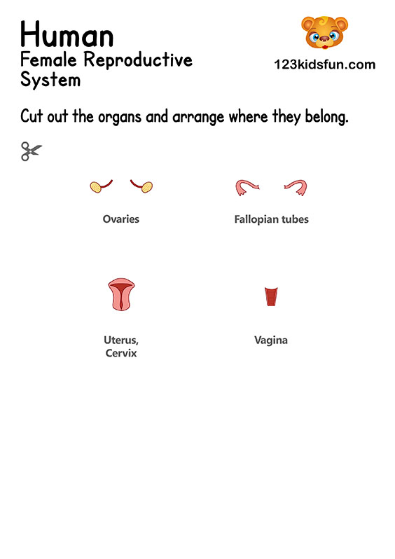 Female Reproductive System - Human Body Systems for Kids Free Printables - Homeschooling