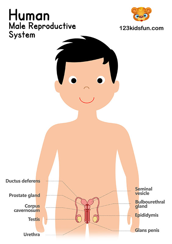 Male Reproductive System - Human Body Systems for Kids Free Printables - Homeschooling