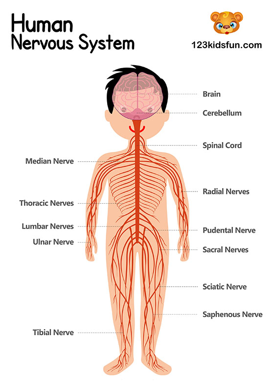 Nervous System - Human Body Systems for Kids Free Printables - Homeschooling