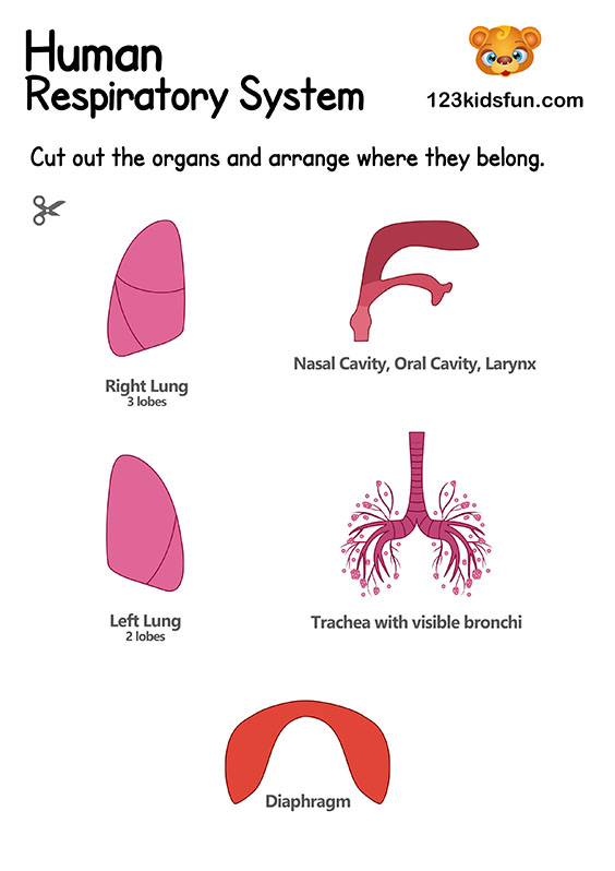 Respiratory System - Human Body Systems for Kids Free Printables - Homeschooling