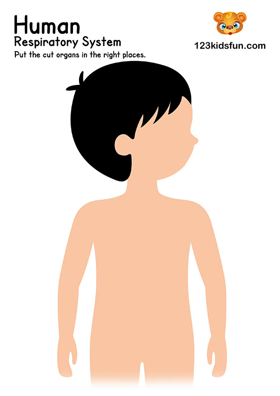 Human Body Systems for Kids Free Printables - Homeschooling | 123 Kids Fun  Apps