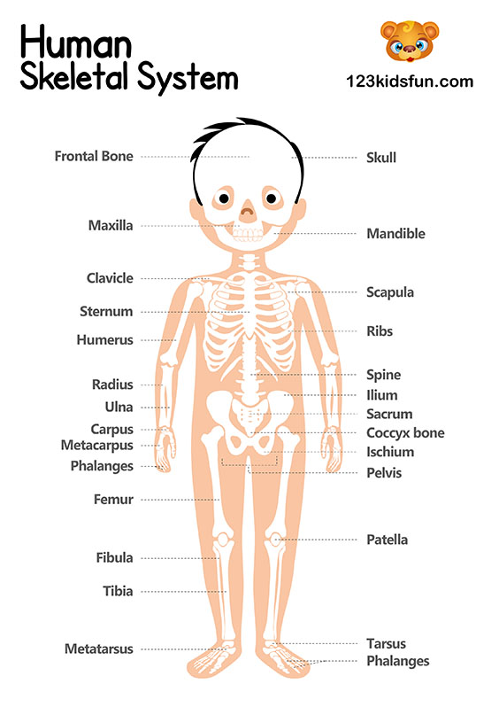 Skeletal System - Human Body Systems for Kids Free Printables - Homeschooling
