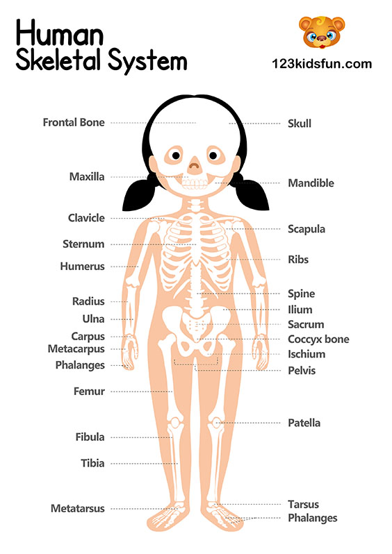 Skeletal System - Human Body Systems for Kids Free Printables - Homeschooling