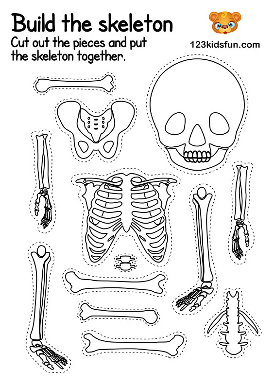 Skeletal System For Kids Printables