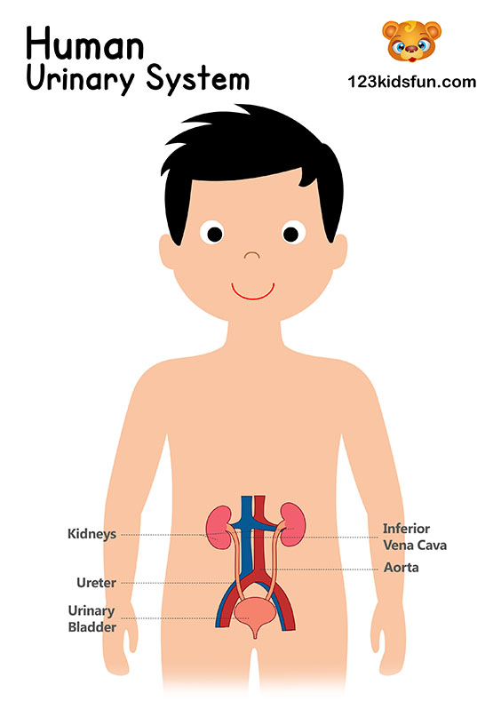 Urinary System - Human Body Systems for Kids Free Printables - Homeschooling