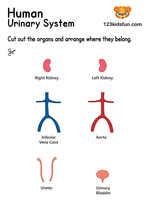 Urinary System - Human Body Systems for Kids Free Printables - Homeschooling