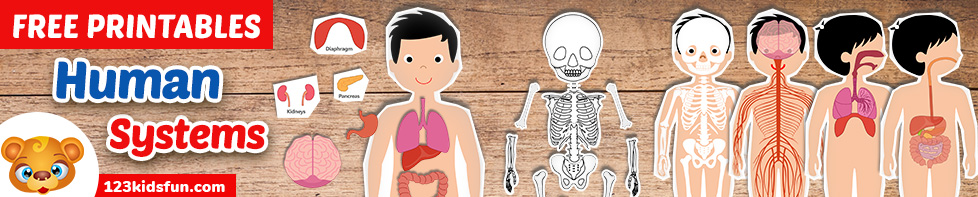 Human Body Systems for Kids Free Printables - Homeschooling